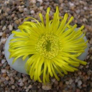Argyroderma delaettii-aureum - 10 Seed Pack - Image 2