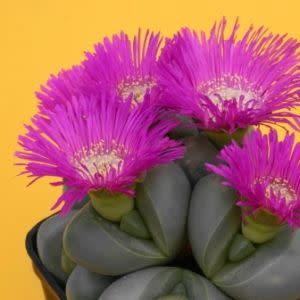Argyroderma delaettii-roseum - 10 Seed Pack