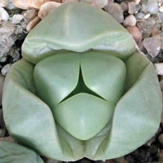 Argyroderma delaettii - 10 Seed Pack
