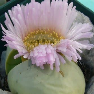 Argyroderma delaettii - 10 Seed Pack - Image 2