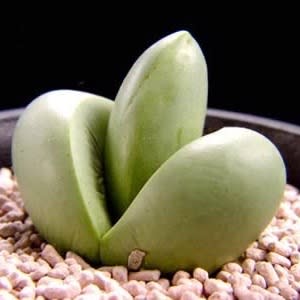 Argyroderma delaettii - 10 Seed Pack - Image 3