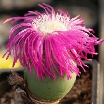 Argyroderma delaettii - 10 Seed Pack - Image 4