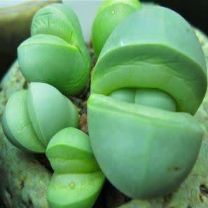 Argyroderma delaettii - 10 Seed Pack - Image 5
