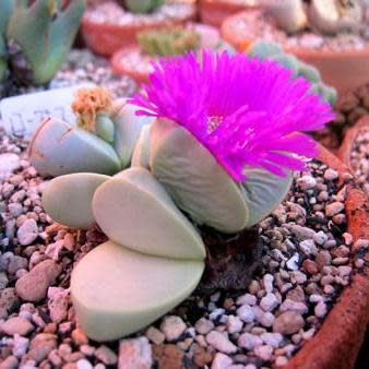 Argyroderma fissum -10 Seed Pack
