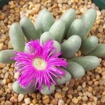 Argyroderma fissum -10 Seed Pack - Image 2