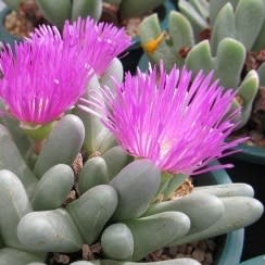Argyroderma fissum -10 Seed Pack - Image 3