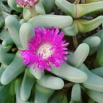 Argyroderma fissum -10 Seed Pack - Image 4
