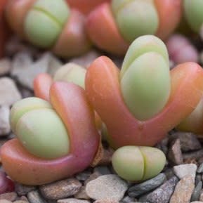 Argyroderma fissum -10 Seed Pack - Image 5