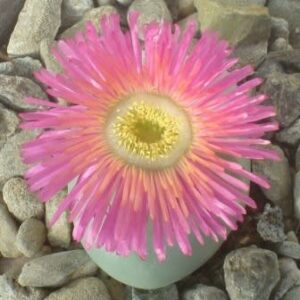 Argyroderma pearsonii forma pearsonii - 10 Seed Pack