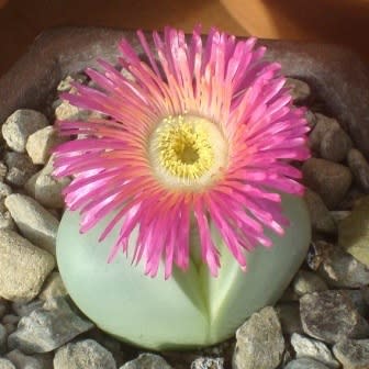 Argyroderma pearsonii forma pearsonii - 10 Seed Pack - Image 2