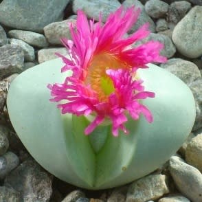 Argyroderma pearsonii - 10 Seed Pack