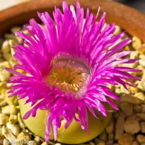 Argyroderma pearsonii - 10 Seed Pack - Image 2