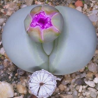 Argyroderma pearsonii - 10 Seed Pack - Image 3