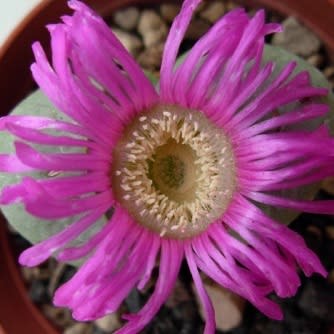 Argyroderma pearsonii - 10 Seed Pack - Image 4