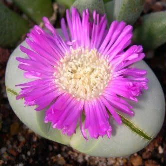 Argyroderma pearsonii - 10 Seed Pack - Image 5