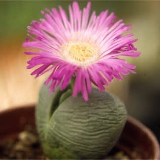 Argyroderma pearsonii - 10 Seed Pack - Image 6