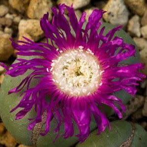 Argyroderma pearsonii - 10 Seed Pack - Image 7