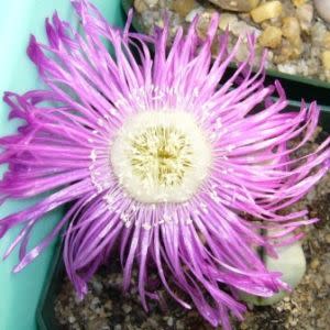 Argyroderma pearsonii - 10 Seed Pack - Image 8