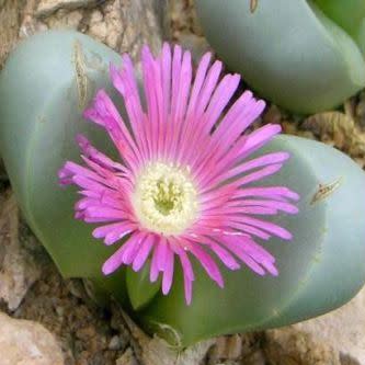 Argyroderma ringens - 10 Seed Pack