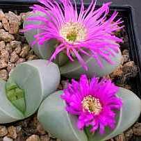 Argyroderma ringens - 10 Seed Pack - Image 2