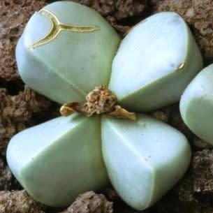 Argyroderma ringens - 10 Seed Pack - Image 3