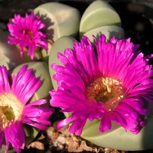 Argyroderma ringens - 10 Seed Pack - Image 4