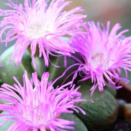 Argyroderma ringens - 10 Seed Pack - Image 5