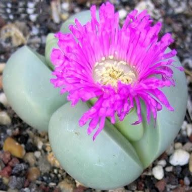 Argyroderma subalbum - 10 Seed Pack