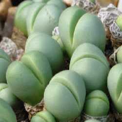 Argyroderma subalbum - 10 Seed Pack - Image 2