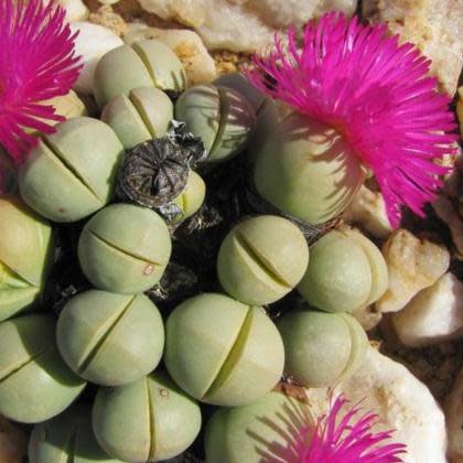 Argyroderma subalbum - 10 Seed Pack - Image 3