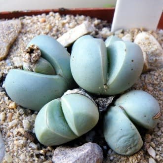 Argyroderma subalbum - 10 Seed Pack - Image 4