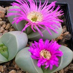 Argyroderma testiculare -10 Seed Pack