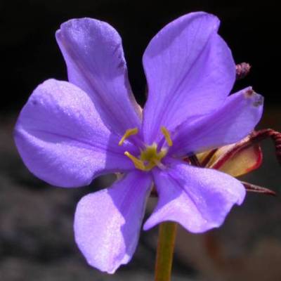 Aristea africana - 5 Seed Pack