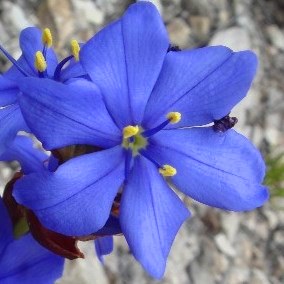 Aristea anceps - 5 Seed Pack