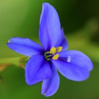 Aristea anceps - 5 Seed Pack - Image 2