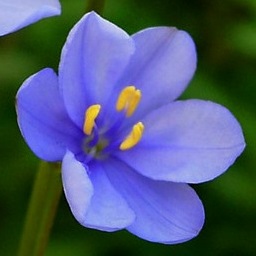 Aristea angolensis (Aristea majubensis) - 5 Seed Pack
