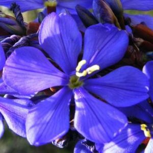 Aristea bakeri - Blousuurkanol - 5 Seed Pack