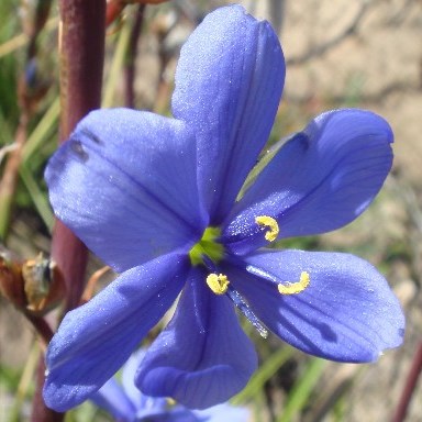 Aristea bakeri - Blousuurkanol - 5 Seed Pack - Image 2