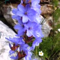 Aristea bracteata - 5 Seed Pack - Image 2