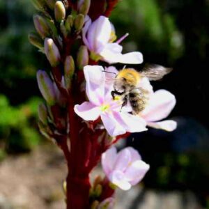 Aristea capitata Pink - Pink Sceptre; Pienksuurkanol - 5 Seed Pack