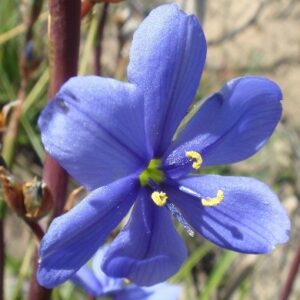Aristea confusa - 5 Seed Pack