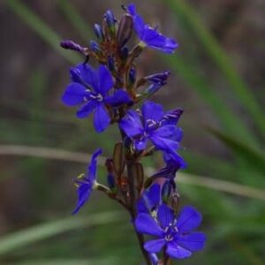 Aristea cuspidata - 5 Seed Pack