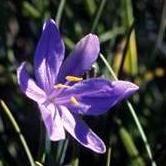 Aristea dichotoma - Venstervrug - 5 Seed Pack