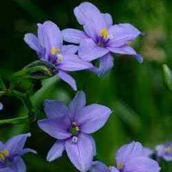 Aristea ecklonii - 5 Seed Pack