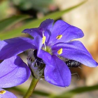 Aristea fimbriata - 5 Seed Pack - Image 2