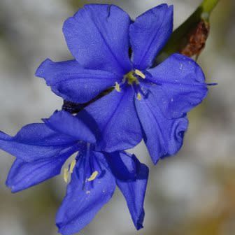 Aristea juncifolia - Blousuurkanol - 5 Seed Pack