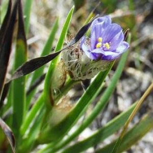 Aristea pusilla ssp pusilla - 5 Seed Pack