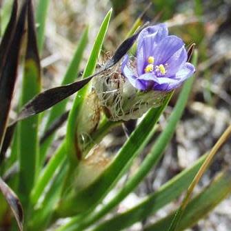 Aristea pusilla ssp pusilla - 5 Seed Pack