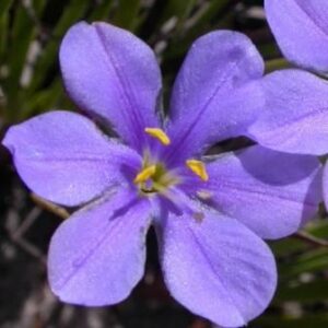 Aristea simplex - 5 Seed Pack