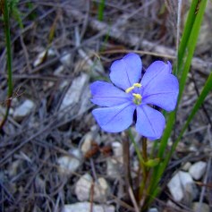 Aristea zeyheri - 5 Seed Pack